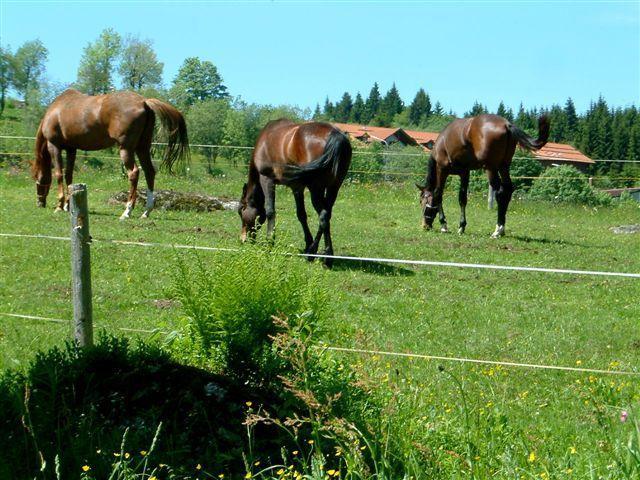 Ferienhaus Mitterdorf 米特菲厄姆恩斯罗伊特 外观 照片